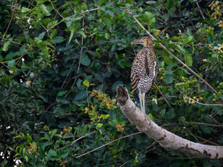 Juvenile Rufescent Tiger-Heron standing on log