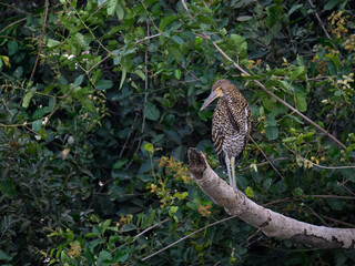 Juvenile Rufescent Tiger-Heron standing on log