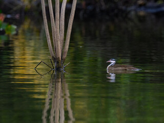 Sungrebe swimming in the river with green water in Pantanal, Brazil