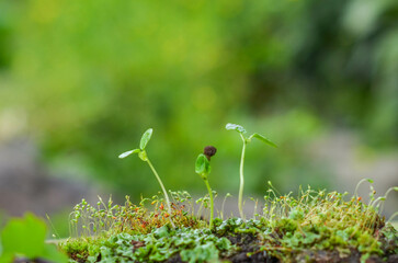 grass in spring