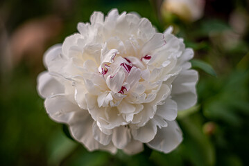Obraz premium Flowers and plants swirling bokeh Mega Helios.