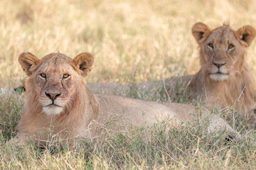 A Lion lying early morning in Tanzania.