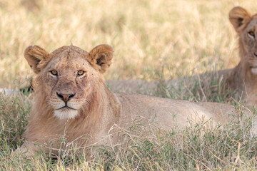 Fototapeta na wymiar A Lion lying early morning in Tanzania.