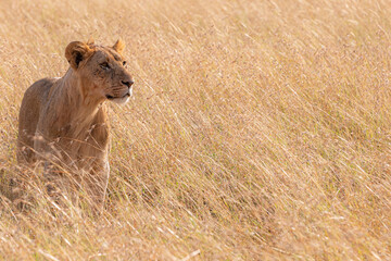A Lioness (Panthera leo) - early morning in Tanzania.