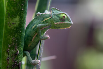 Baby veiled chameleon hanging on a plant