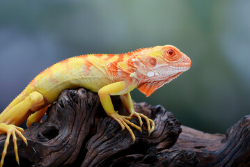 Albino iguana ( iguana iguana ) on a tree branch