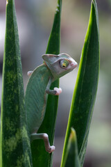 Baby veiled chameleon hanging on a plant