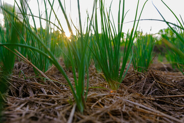 Obraz premium shallot fresh is grown in agriculture plantations in the evening