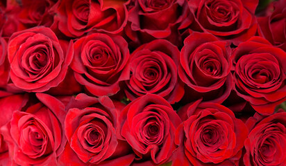 fresh red roses in a bouquet as background