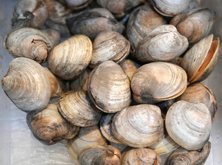 close up on fresh clam as seafood background