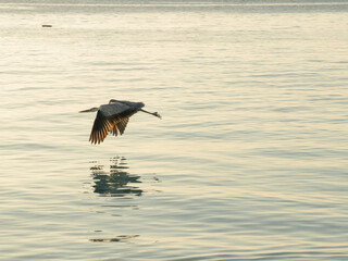 bird over the sea against the flare of sunrise
