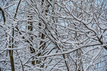 Winter snow forest