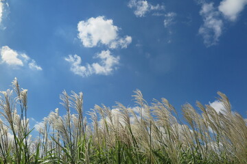 澄んだ真空と風に揺れる薄の風景1