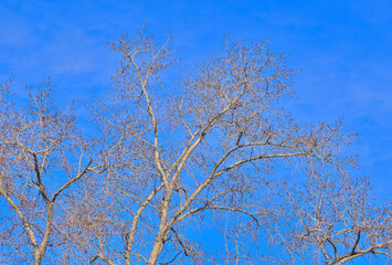 Poplar branches without leaves on a winter day