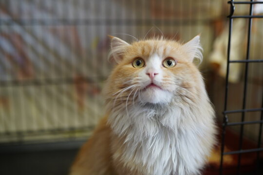 A cat in a shelter. Ordinary cats from the street caught in the shelter. High quality photo