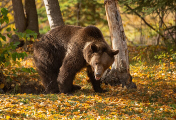 Grizzly Bear Playtime