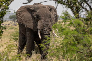 Fototapeta na wymiar A large Elephant (loxodonta africana) near bushes in Tanzania. 