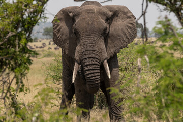 Fototapeta na wymiar A large Elephant (loxodonta africana) near bushes in Tanzania. 