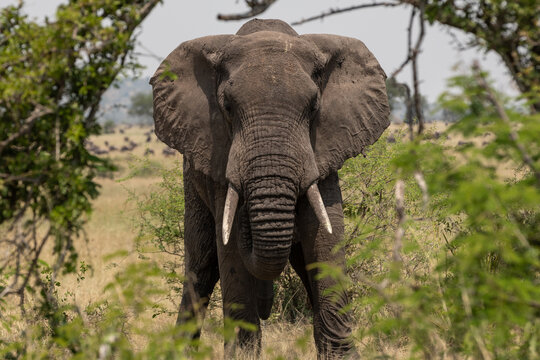 A large Elephant (loxodonta africana) near bushes in Tanzania.	