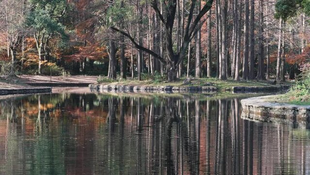 Beautiful autumn landscape 4k slow motion footage, colorful forest with reflections in peaceful lake like paintings in sunny day, loop able video.