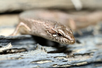 Common Australian garden Skink (Lampropholis guichenoti), head macro close-up.