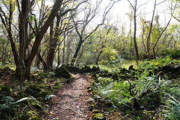 autumn forest in the refreshing sunlight