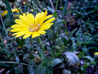 first snow on the petals of calendula in the garden