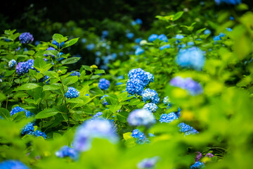 神奈川県鎌倉市　明月院(あじさい寺) 　
