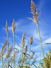 Mature ornamental grass tassels against a clear blue summer sky on a sunny day.