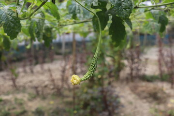 Bitter gourd is most popular grain in Bangladesh