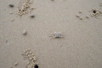 crab on the beach