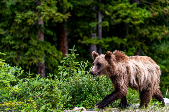Young Brown Grizzly Bear in Kananaskis 