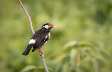 Indian pied myna bird is a species of starling found in the Indian subcontinent.