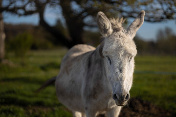 donkey in field