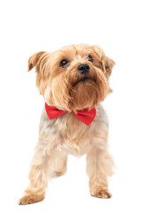 Isolated portrait of a Yorkshire terrier on a white background.