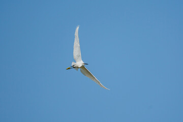 Little Egret (Egretta garzetta) in Flight.