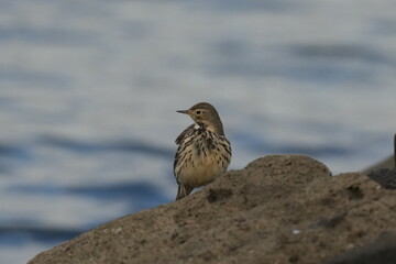 buff bellied pipit in a seashore