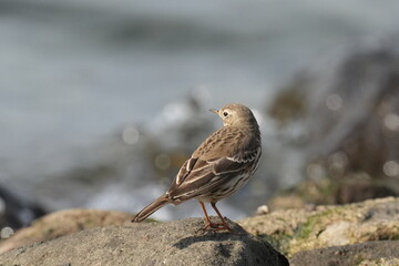 buff bellied pipit in a seashore