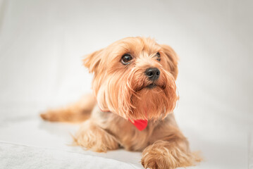 Portrait of a Yorkshire terrier in the studio on a light background.
