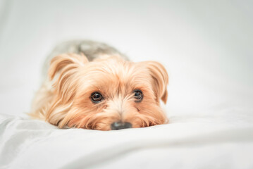 Portrait of a Yorkshire terrier in the studio on a light background.