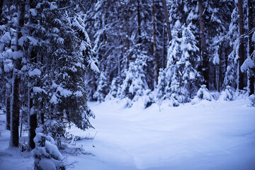 The forest is covered with snow. Frost and snowfall in the park. Winter snowy frosty landscape.