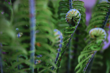 Plants and flowers macro. Detail of petals and leaves at sunset. Natural nature background.