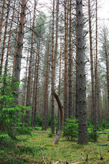 Fototapeta premium Fir branches with cones. Pinery. Trees in the forest. Glare of the sun.