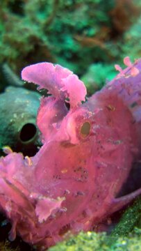 Vertical underwater video of purple paddle-flap scorpionfish (Rhinopias eschmeyeri)