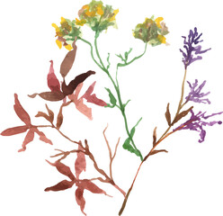 wild flower watercolor