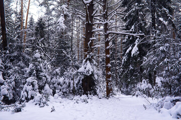The forest is covered with snow. Frost and snowfall in the park. Winter snowy frosty landscape.
