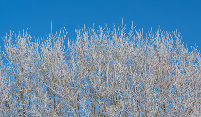 Winterlandschaft, Schnee und Eis bedeckte Bäume bei einem Ackerland an einem frühen Morgen