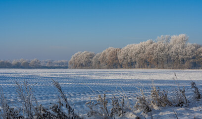 Winterlandschaft, Schnee und Eis bedeckte Bäume bei einem Ackerland an einem frühen Morgen