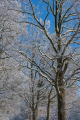 Winterlandschaft, Schnee und Eis bedeckte Bäume bei einem Ackerland an einem frühen Morgen