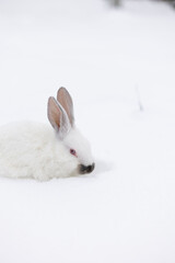White rabbit sitting on the snow. Wild animals in wintertime.